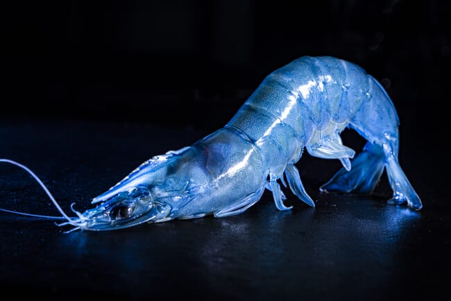 A blue shrimp.
