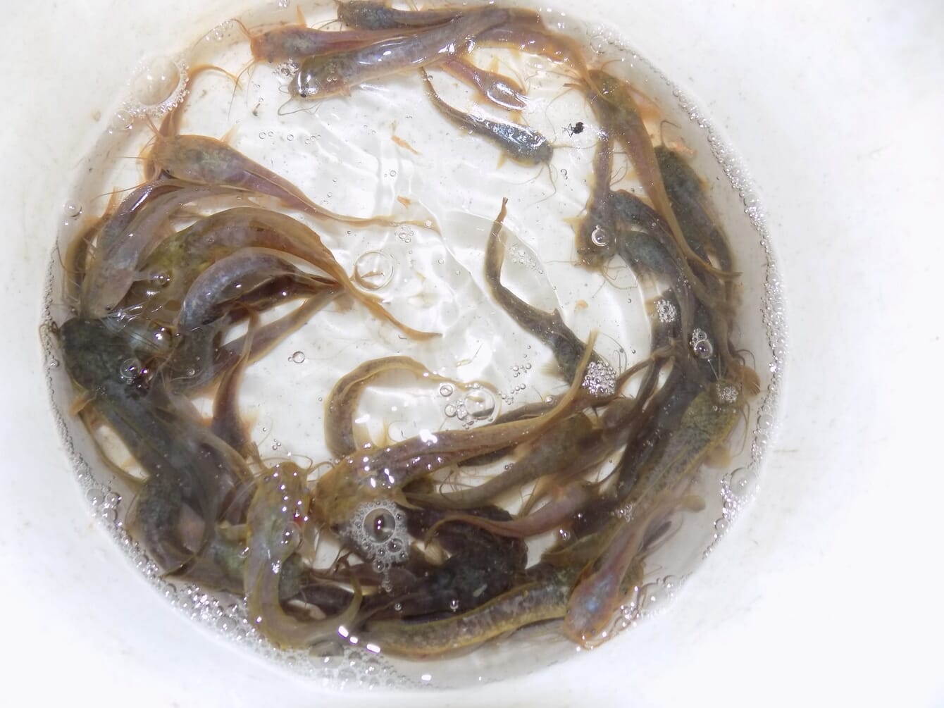 MAny young fish in a white bucket.