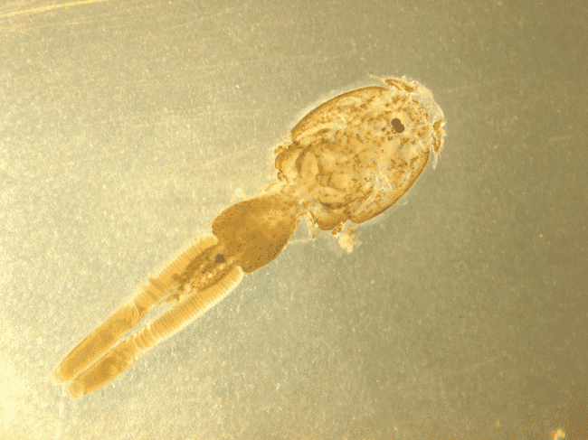 A closeup of a sea lice.
