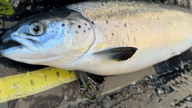 An Atlantic salmon from an aquaculture farm being analysed by scientists in Norway.