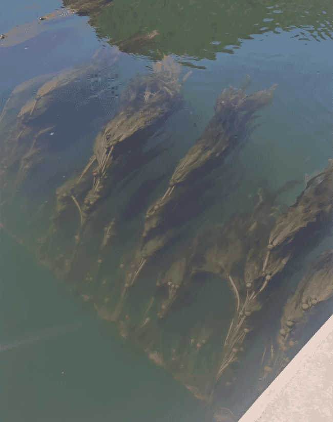 A photo of kelp growing in the ocean.