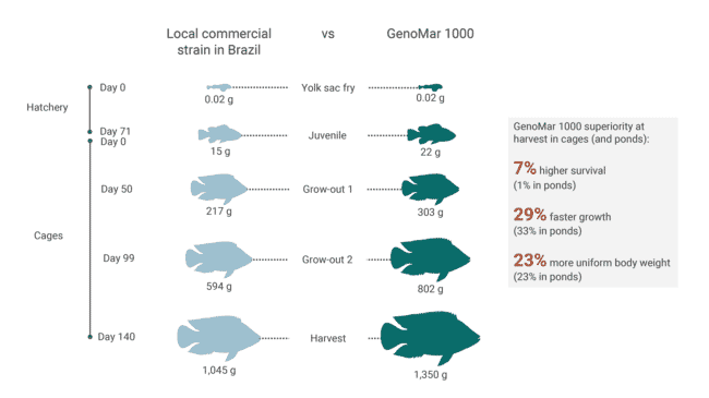A summary of a tilapia breeding trial.