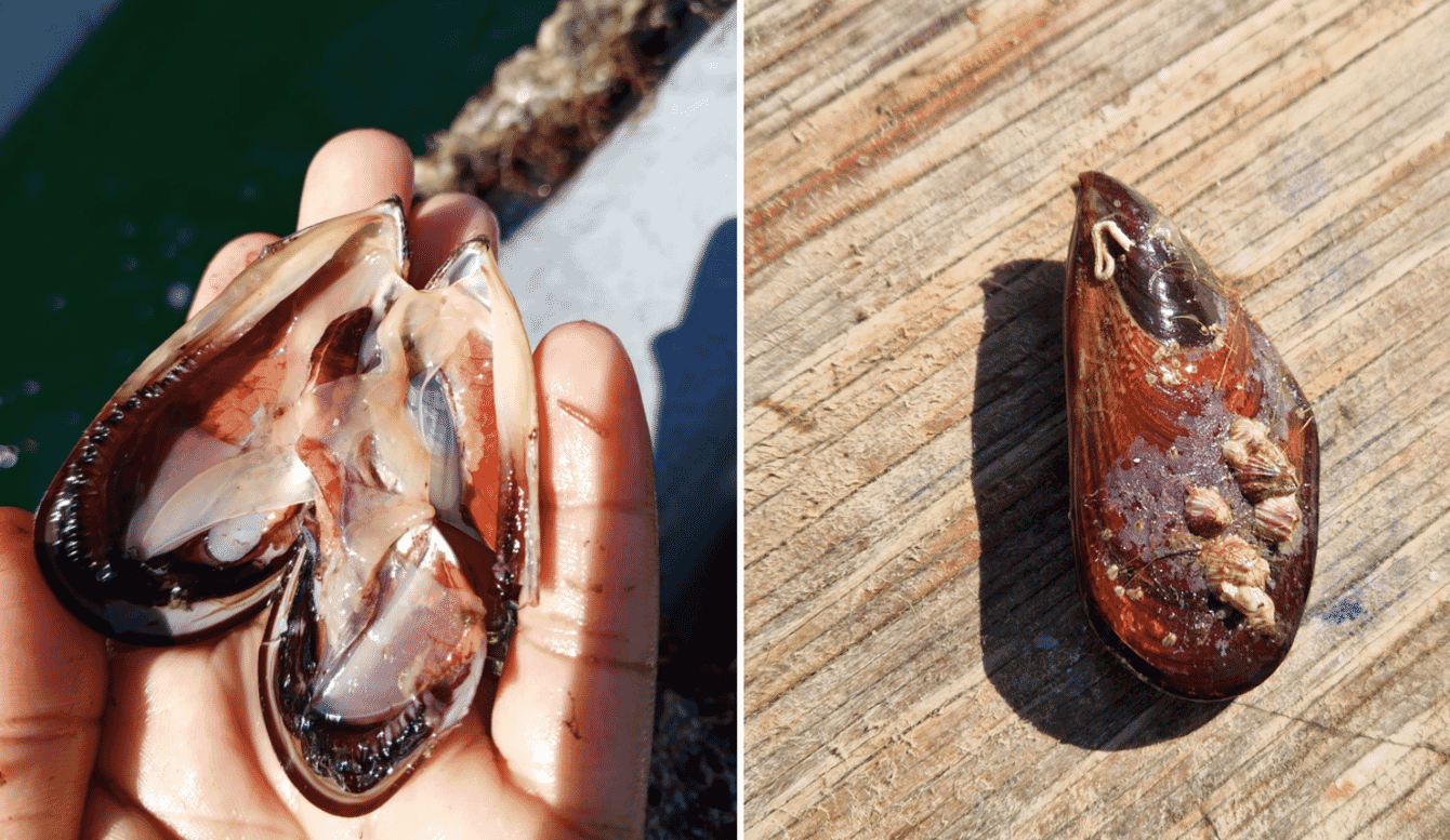 A person holding green mussels from the ocean in Mozambique.