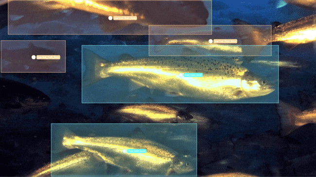 Footage of salmon on a screen.