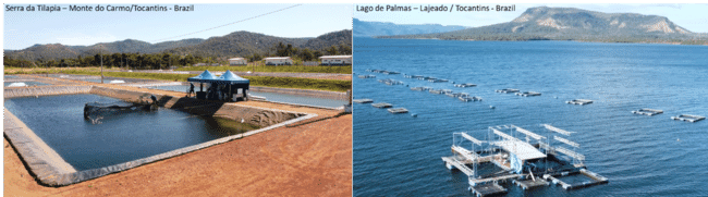 A tilapia field trial by GenoMar.